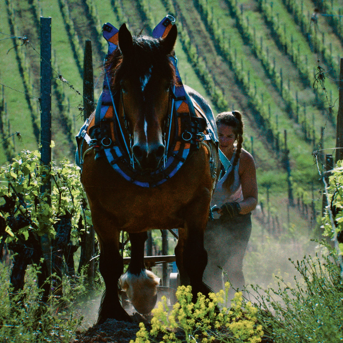 Pferd und Jungwinzerin bearbeiten den Boden in einem Weinberg im Elsass