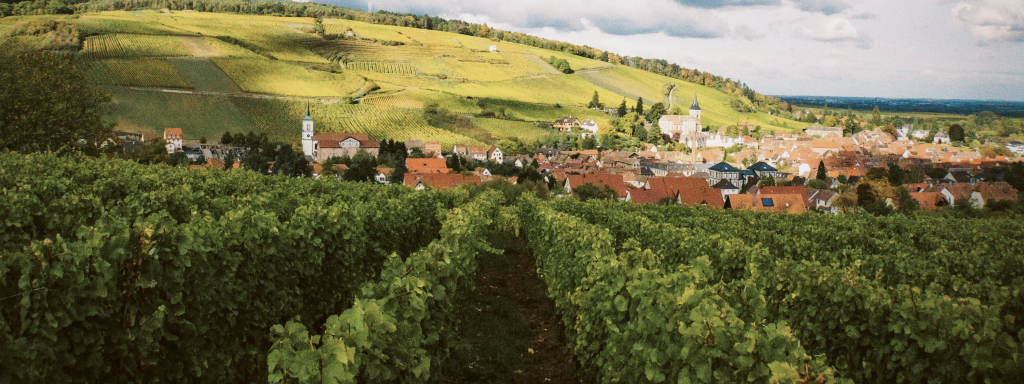 Weinberge in Barr, Elsass